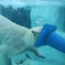 上野動物園のシロクマ