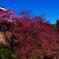 枝垂桜