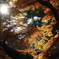 逆光紅葉