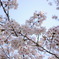 ソメイヨシノ
