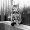 野良猫