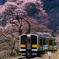 水郡線と乙女ヶ越の桜