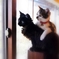 仔猫の頃 (goma & reo)