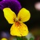 道路脇の花壇