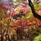 ある日の紅葉狩り