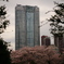 六本木ヒルズの桜