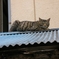 野良猫02