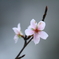 富山ゆかりの桜「コシノフユザクラ」