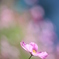 花言葉