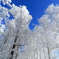 蒼天の樹氷林