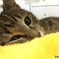 僕眠いんだけど
