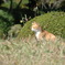 野良も考えることがあるのよ