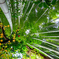 Bamboo Jungle !