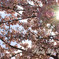 桜と太陽