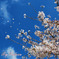 空と桜