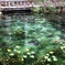 モネの池
