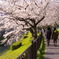 桜とカップル
