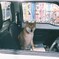 銀行の駐車場にて