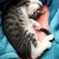 仔猫の頃 (sora)