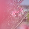 散り行く梅の花