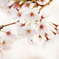 桜001