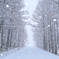 WHITE　CHRISTMAS