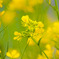 菜の花001