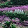 pict-DSC_1686