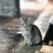 お座り子猫