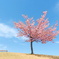 丘の上の桜