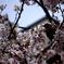 狙われる桜