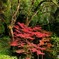緑林の紅葉