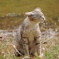 野良猫012