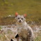 野良猫013