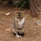 野良猫014