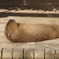 カピバラさん