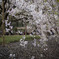 しだれ桜