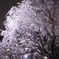 リベンジ：夜桜01