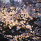 リベンジ：夜桜02