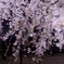リベンジ：夜桜04