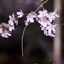 リベンジ：夜桜05