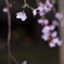 リベンジ：夜桜06