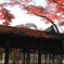 本土寺の紅葉