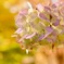 季節外れの紫陽花