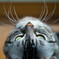 空を見上げる猫