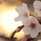 夕桜