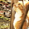 神社の猫