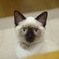 クーちゃん