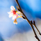 師走の10月桜..