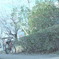 ホウカゴの楽しみ。